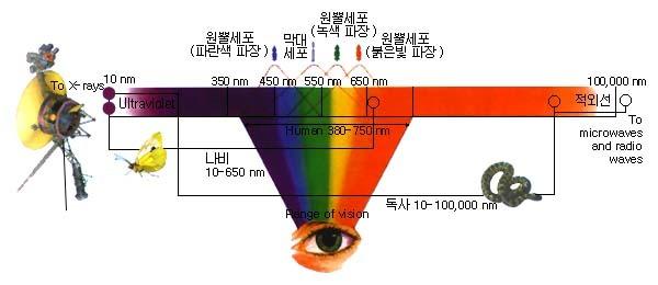 우리몸의감각수용체중의 70% 는눈에위치하고있으며, 우리는무려 1 천만개의색을볼수있음. 그럼에도불구하고우리가볼수있는가시광선은전체전자기파중에서 70 분의 1 에지나지않음. - 안구의직경 : 2.