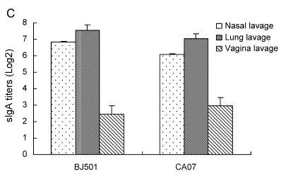 Figure 8. 생백신접종후 secretory IgA 항체의유도 (Summary (IgA titer)) - Figure 3-6 은생백신후보주를마우스를농도별로접종시킨후각각 2, 4, 6, 8 주후에 Nasal wash와 BALF 안의 IgA 항체의양을 ELISA assay를통해측정한결 과이다.