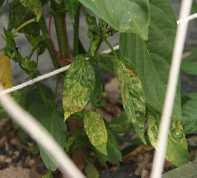 토마토황화잎말림병 가지과작물에서담배가루이가병을
