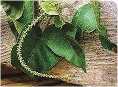 또한 Salix 는 IBS 를포함해 crofelemer 의기타모든적응증에대한전세계권리를인수. AsiaPharma 와 Glenmark 는각각중국과인도에대한 crofelemer 권리를인수.