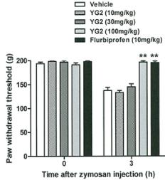 Zymosan투여 3시간에발생하는과민통인 mechanical hyperalgesia에대해 YG-1과 YG-2(10 mg/kg, 30 mg/kg 및 100 mg/kg) 경구투여시 YG-1은용량의존적인진통효능을나타내었으나 YG-2는 100 mg/kg 투여군에서만유의성있는진통효능을보였음.