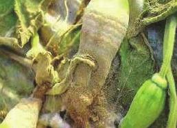 잿빛곰팡이병 (Gray mold) 가. 병징잎, 과실, 잎자루에발생한다. 과실에는배꼽부분에서부터시작되는데, 처음에는수침상의병반으로나타나고, 황갈색으로변해썩는다. 진전되면병반상에회갈색의분생포자가무수히형성된다.