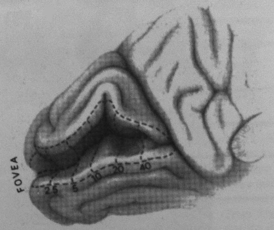 V2영역은 Brodmann영역 18로 V1영역에 인접하여 위치 2 섬(insular)과 앞쪽 측두엽으로 신호를 투사하거나 받는다. V2 A B C D Figure 6. The presentation of the visual field in the human striate cortex.