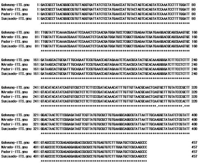 PCR 기법을이용한 2009 년우리나라서해안과남해안바지락, Ruditapes philippinarum 의 Perkinsus olseni 감염에관한보고 149 Fig. 3.