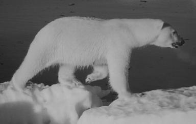 자연보존 2. 북극의육상동물 북극곰북극을대표하는동물은단연북극곰이다. 그만큼우리에게친숙한동물이다. 북극곰은동물분류학상포유강식육목곰과에속한다. 식육목에속하는만큼먹이는주로바다표범, 물고기, 순록, 바닷새등이지만, 여름에는나무열매나해조류처럼식물성먹이도먹는다. 북극곰의학명 (Ursus maritimus) 은바다의곰이라는뜻이다. 이름대로북극곰은수영선수이다.