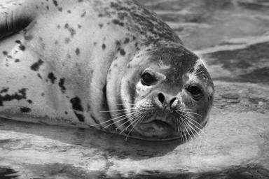 북극해에사는물범종류로는턱수염물범 (bearded seal), 흰띠박이물범 (ribbon seal), 고 리무늬물범 (ringed seal), 점박이물범 (spotted seal), 하프물범 (harp seal), 두건물범 (hooded seal) 이있다. 턱수염바다물범 (Erignathus barbatus) 은다른물범에비해턱주변에 수염이많아붙여진이름이다.
