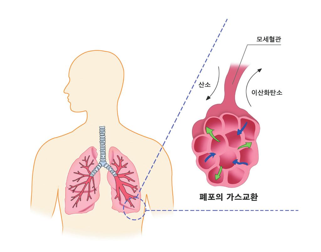 6 폐암질환에대한이해 SAMSUNG MEDICAL CENTER 질환에대한이해 7 2) 폐의기능 폐는공기중의산소를혈액으로받아들이고, 혈액속의노폐물인이산화탄소를공기중으로배출하는기능을합니다. 폐에는산소와이산화탄소의교환이잘일어날수있도록작은혈관들이폐포를둘러싸고있습니다.