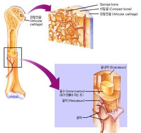 체내골개선 (1) 골개선의정의 - 체내뼈의형성과소실이적절한범위로조절되어전반적인골량이일정하게유지되게함. - 생체내구성물질의생성에이용되어연골의탄력성이유지되게함으로써골량이병적으로과다하게감소하지않게함.