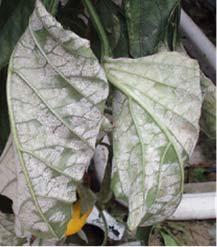 페이지 33 / 43 5. 흰가루병 1) 병징 최초의증상으로는잎표면에이슬과같은진담백색곰팡이가아주작게몇개생긴다. 그러나잎의표면에는곰팡이가거의나타나지않으며담황색의작은반점무늬가보일뿐이다. 이병은잎의조직중에균사가침입해서내부에기생하면밀가루를바른것같은증상을나타낸다. 증세가진행되면잎은점차황색으로변하고포기밑부분의일찍발병한잎부터떨어진다. 흰가루병 2).