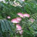 길이가 3cm로꽃잎보다긴수술이 25 개정도달리는데끝부분은홍색, 밑부분은흰색이다. 열매는 9~10월에익으며, 길이가 12cm정도인납작한모양의꼬투리에는 5~6개의씨가들어있고, 이듬해까지그대로달려있다.