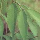 24. 느티나무 느릅나무과 ( 科 Ulmaceae) 에속하는낙엽활엽교목우리나라거의모든지역에서자라는데흔히부락어귀에시원한그늘을만들어주는정자나무이기도하다.