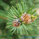 6. 가문비나무 소나무과 ( 科 Pinaceae) 의가문비나무속 ( 屬 Picea) 에속하는상록교목키가