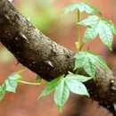 8. 음나무 두릅나무과 ( 科 Araliaceae) 에속하는낙엽교목 키는 20m 에이른다. 가지에는가시가많으며, 줄기에도가시의흔적이남아있다. 잎은어긋나는데, 단풍나무의잎처럼 5~9갈래로갈라지고잎가장자리에는조그만톱니들이있다.
