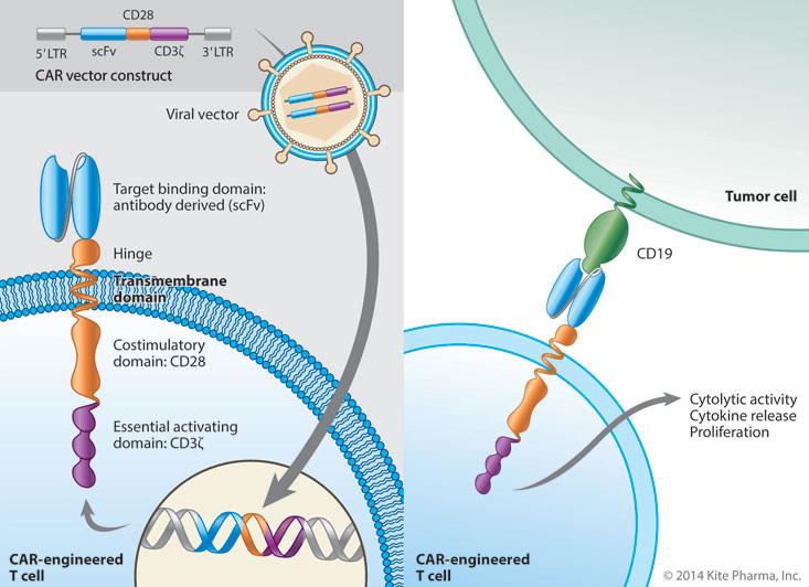 7) CAR-T, 혁신적암치료법 CAR-T: T세포에암세포를항원으로인식하는수용체유전자를도입하여암세포를파괴할수있도록유전자가재조합된 T세포 치료방법 : 암환자의혈액에서