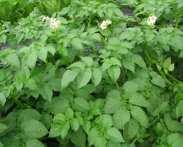 2) 감자 1 기본정보 - 영명 : potato - 학명 : Solanum tuberosum - 분류 : 가지과 - 원산지 : 안데스산맥 2 기능 -