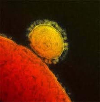 코로나바이러스는매우흔하며보통콜드나경미한상부기도감염.