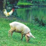 한우 돼지 닭 오리축산물소비자의식조사결과 발행일 :