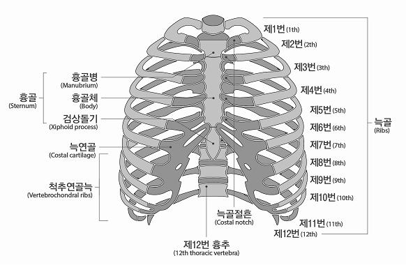 정한각 ( 角 ) 변형이 70 이상남은상태 3) 빗장뼈 ( 쇄골 ), 가슴뼈 ( 흉골 ), 갈비뼈 ( 늑골 ),