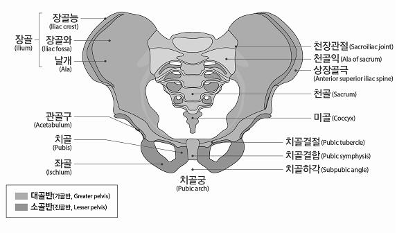 4) 갈비뼈 ( 늑골 ) 의기형은그개수와정도, 부위등에관계없이전체를일괄하여하나의장해로취급한다.