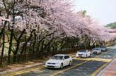여수 돌산읍의 승월마을 벚꽃길도 호젓한 얼마나 비슷한지도 란 왕벚나무가 많아 매년 봄이면 화려한 장관을 연출한다.