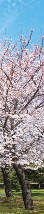 서울을 비롯한 전국의 가볼 만한 벚꽃 여행지를 찾아 봄 낭만을 즐겨보자. 에 두고 버스.
