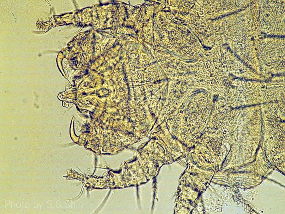 15 (3) Cheyletiella Cheyletiella spp. 는움직이는비듬진드기(walking dandruff mite) 로도알려져있는데, 그이유는충체가상당 히커서육안적으로먼지같은비듬이체표에서움직이는 것처럼보이기때문이다. 이좀진드기또한개, 고양이, 토 끼및기타작은동물들에한하게감염되어있는데, 대개 소양감을포함한심한증상은나타나지않는다.