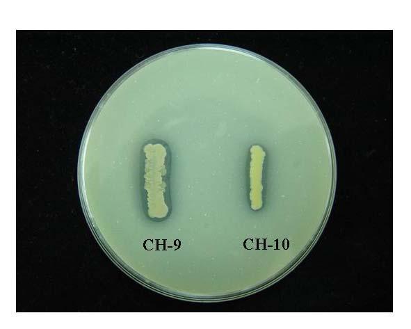 다. 키티나아제활성균의분리및동정 1) 키티나아제활성균 CH-9와 CH-10의분리토마토재배하우스의건전한근권토양으로부터채집한토양 sample을멸균수로희석하여 0.5% colloidal chitin이함유된 NB 배지에서키티나아제분비세균을분리하였다.