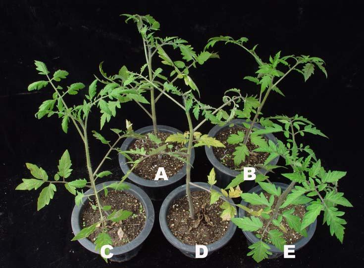Fig. 1. Disease occurred on tomato plants treated with formulations using B. amyloliquefaciens A-2 and chemical fungicide against leaf mold caused by F.