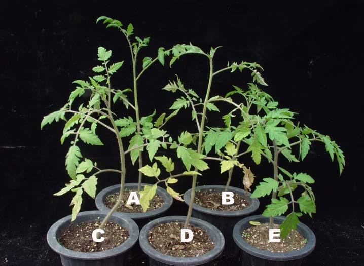 Fig. 2. Disease control effects of 6 formulations using B. amyloliquefaciens A-2 and chemical fungicide against leaf mold caused by F. fulva TF13 on tomato plants at pots in a growth chamber.