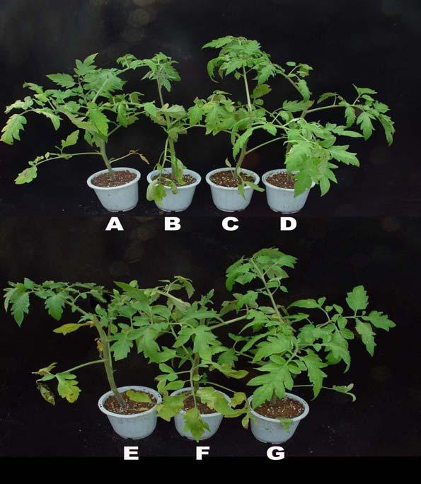 Fig. 3. Disease occurrence on tomato plants treated with 4 formulations using B. amyloliquefaciens A-2 and chemical fungicide against leaf mold caused by F.