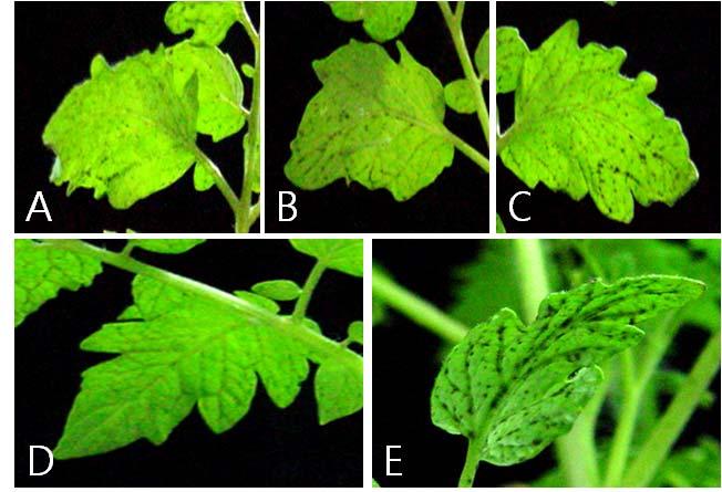 Fig. 4. Disease symptoms on tomato leaves treated with microbial formulations and chemical fungicide against leaf mold caused by F. fulva TF13 on treated tomato plants in a growth chamber.