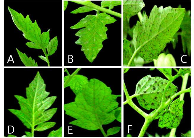 Fig. 5. Disease control effects of 4 formulations using B. amyloliquefaciens A 2 and chemical fungicide against leaf mold caused by F. fulva on treated tomato plants in a growth chamber.
