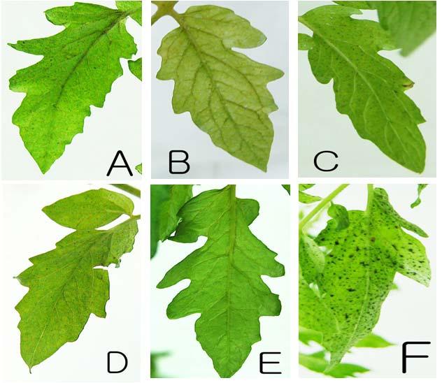 Fig. 9. Tomato disease symptoms on tomato leaves treated with microbial formulations and chemical fungicide against the leaf mold caused by F.
