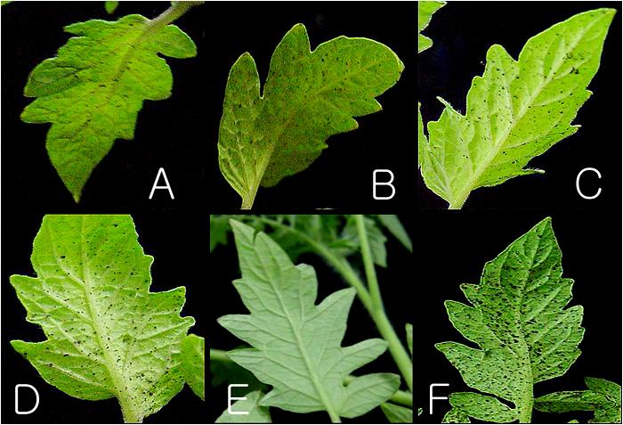 Fig. 10. disease symptoms on tomato leaves treated with formulations and chemical fungicide against the leaf mold caused by F. fulva TF13 on tomato plants in a growth chamber.