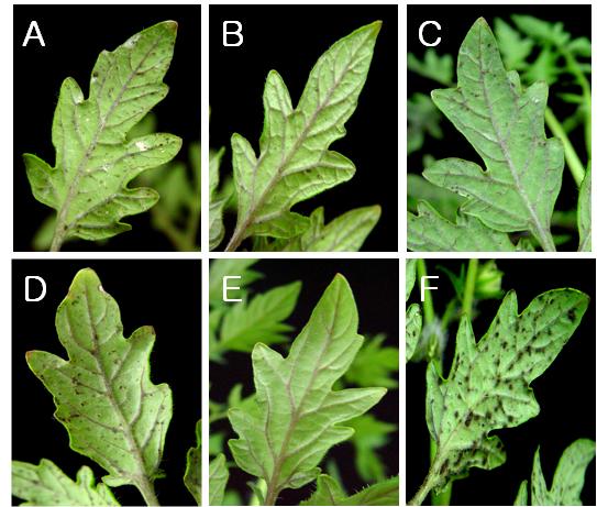 Fig. 11. Disease control effects of formulations and chemical fungicide against the leaf mold caused by F. fulva TF13 on tomato plants in a growth chamber.