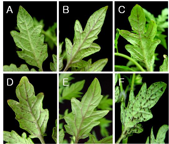 Fig. 5. Disease symptoms on tomato leaves treated with formulations and chemical fungicide against the leaf mold caused by F.