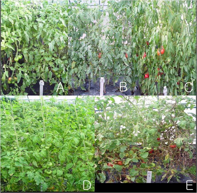 Fig 12. Disease control effects of 2 formulations using B. amyloliquefaciens A 2 and B. cepacia against leaf mold caused F.