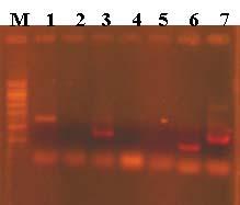Fig. 13. PCR detection of N1 chitinase gene from recombinant B. amyloliquefaciens A-2 Lane 1~6 using A-2 wild type and the recombinant as template, lane 7, using E.