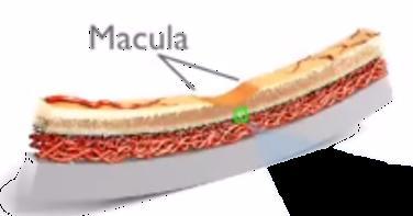 23 황반 (MACULA) 광수용체 Photoreceptors 망막색소상피층 Retinal