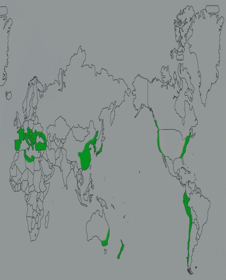 밤나무분포 북반구온대지역에 10 여종분포 재배종및원산지 일본밤 (C. crenata ) : 일본및한반도남부 중국밤 (C.