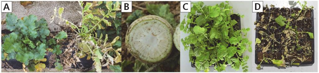 Fusarium oxysporum f. sp. raphani 에대한무유전자원의저항성평가 347 Fig. 2. Disease symptoms of fusarium wilt in the field and resistant/susceptible plants in seedling test.