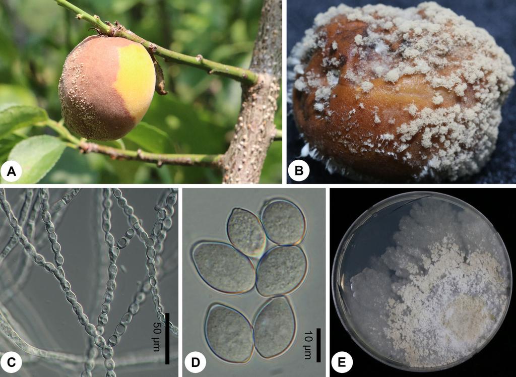 Research in Plant Disease Vol. 23 No. 4 325 Fig. 1. Brown rot caused by Monilinia fructicola on Japanese apricot.