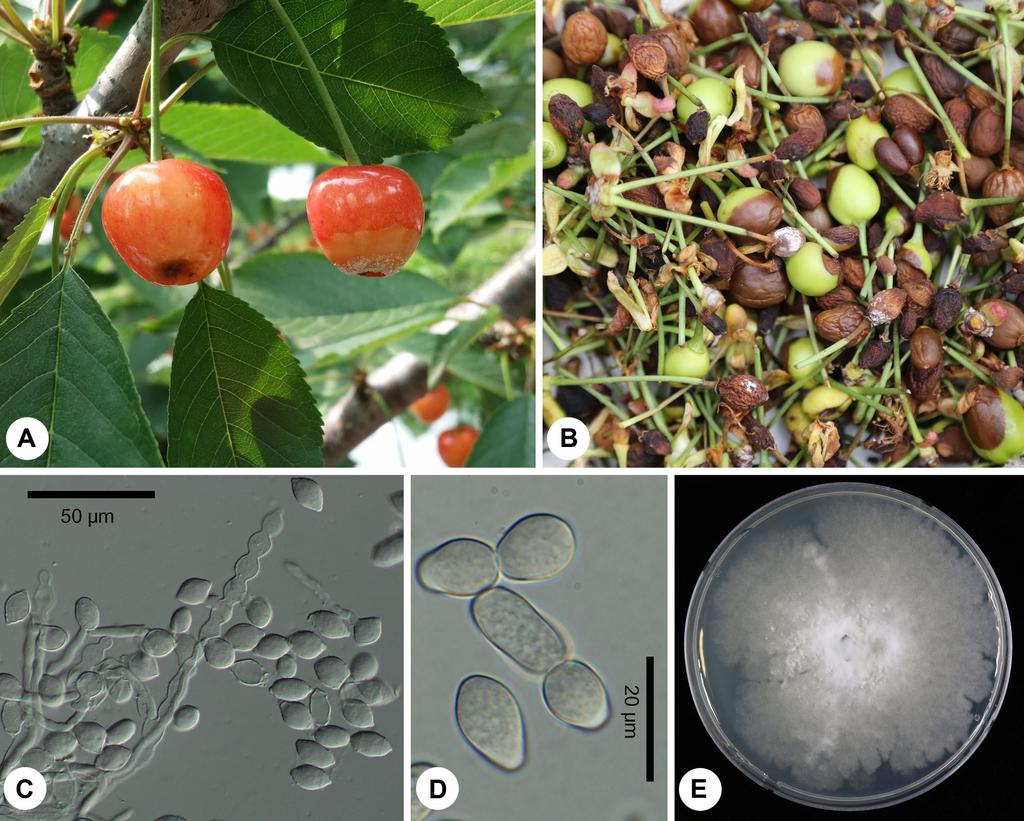330 Research in Plant Disease Vol. 23 No. 4 Fig. 5. Brown rot caused by Monilinia fructicola on sweet cherry.