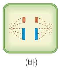 5 상동염색체가접합하여 2 가염색체가형성된다. 15. 감수분열이일어나야하는가장중요한의의는? 15. 1 생식에필요한양분을난자에저장한다. 2 2 회분열하여생식세포의수를많게한다.