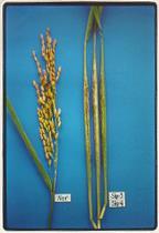 oatgrass (Danthonia californica), "Gamadi" rice ' 화본과의경우영화가열리지않고수분수정예 ) annual fescues, rice 의 a mutant - 꽃이열개한후에도주두나약이꽃잎에의해감추어져있고 -