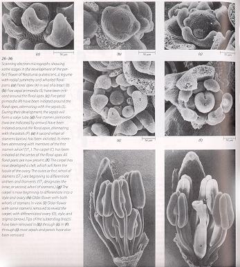 화기형성 ( 쌍자엽식물, Neptunia