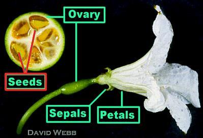 옥수수 ovary