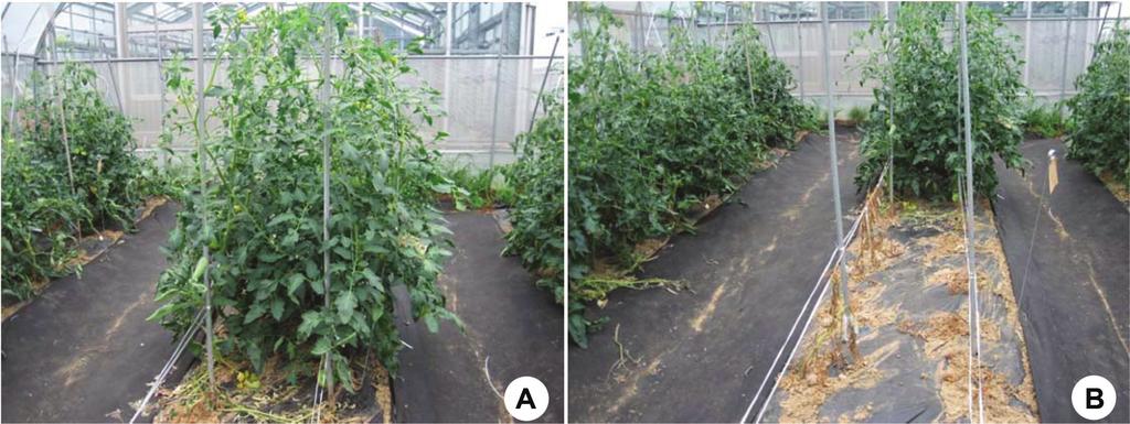 231 Research in Plant Disease Vol. 23 No. 3 Fig. 1. Comparison of resistance to bacterial wilt of rootstocks and a commercial variety of tomato at seedling stage.