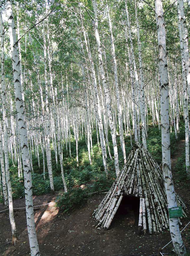 Ⅲ. 강원도지역관광활성화사례 인제자작나무숲 : 현대인들의치유공간