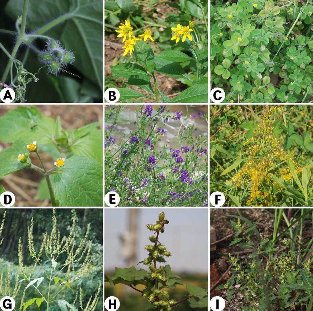 Study on the Vascular Plants Found in Nearby Island Regions of Ganghwado 87 Table 6.
